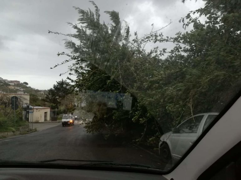 DANNI DELLO SCIROCCO: DIVERSI DANNI E PIANTE CADUTE