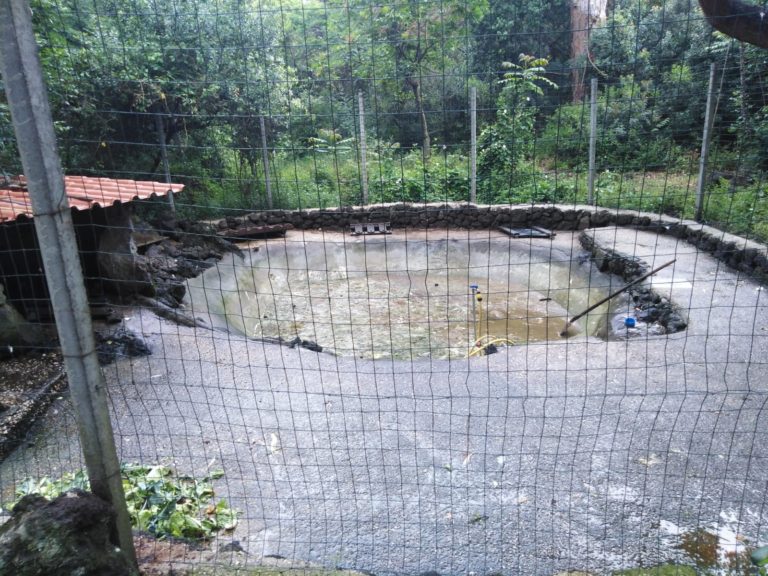 ISCHIA, MORTE TUTTE LE PAPERE DELLA PINETA MIRTINA: SONO STATE UCCISE DA UN CANE!