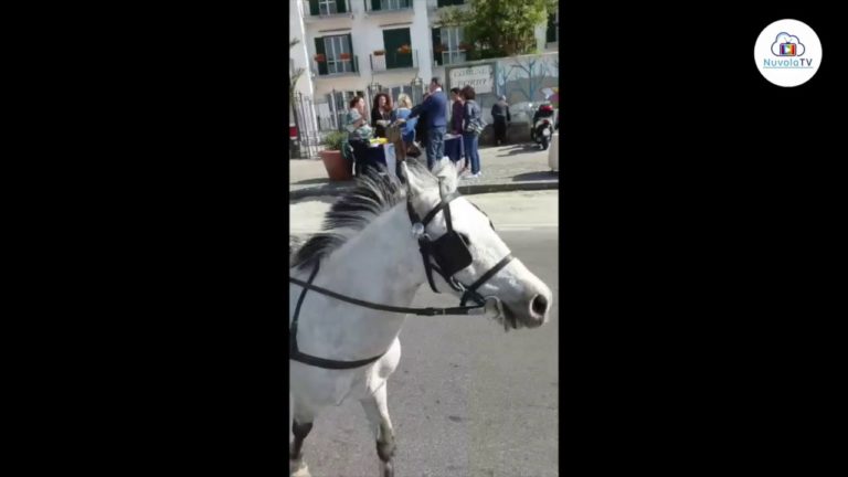 FORIO, LA MAGIA DEL POMERIGGIO ECOLOGICO