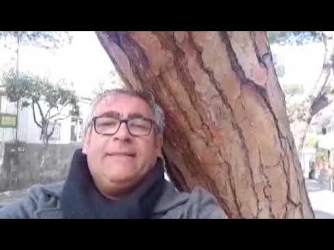 GENNARO SAVIO: “SI RIMUOVANO I DUE PINI PAUROSAMENTE INCLINATI ALL’ESTERNO DELLA SCUOLA  MARCONI  