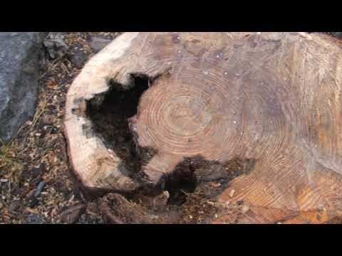 GENNARO SAVIO: “VITTORIA! E’ STATO RIMOSSO IL PINO INCLINATO ALL’ESTERNO DEL MARCONI”