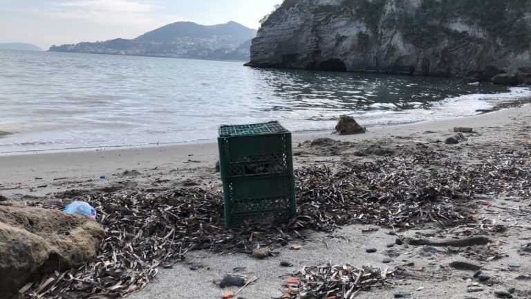ORRIBILE RITROVAMENTO A LACCO AMENO: CANE CHIUSO IN UNA CASSETTA E ABBANDONATO IN MARE