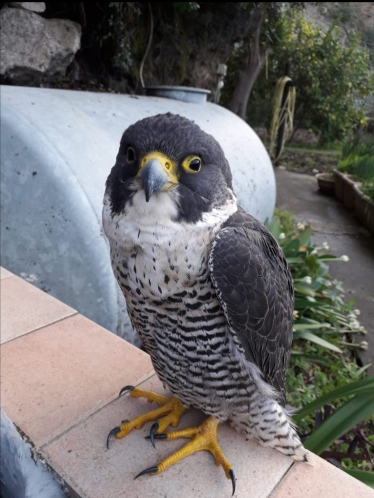 NATURA ISCHIA – BILANCIO 2019, ABBIAMO PERSO