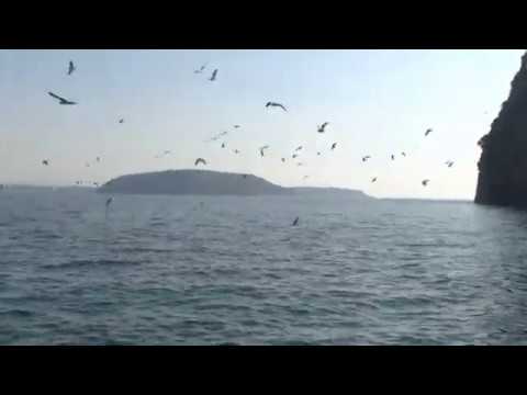 SABATO 18 GENNAIO AL POLIFUNZIONALE DI ISCHIA AL VIA “FLAGCHAIN”, IL PROGETTO DI COOPERAZIONE DEI FLAG CAMPANI