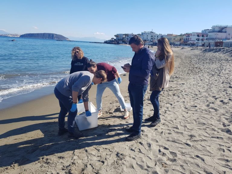 TARTARUGA CARETTA CARETTA RITROVATA SENZA VITA SULLA SPIAGGIA DI S.PIETRO