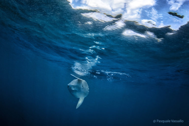 ISCHIA, L’INCONTRO CON IL PESCE LUNA NELLE ACQUE DEL REGNO DI NETTUNO