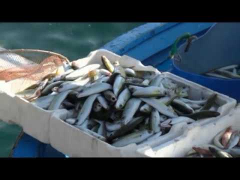 LA PROPOSTA: “SULL’ISOLA UN OSSERVATORIO SUI PREZZI PER EVITARE SPECULAZIONI”