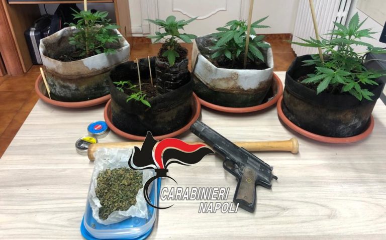 ISCHIA – INTERVENUTI PER UNA LITE TROVANO MARIJUANA, CARABINIERI DENUNCIANO 47ENNE