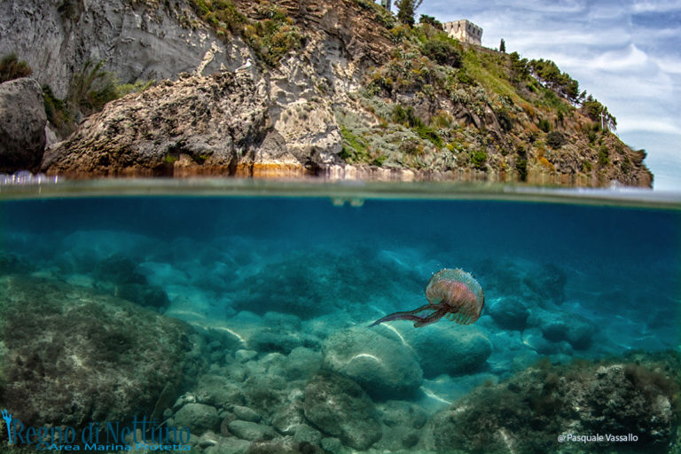 LA MEDUSA NELL’ACQUA CRISTALLINO DI ISCHIA: CARTOLINE DEL LOCKDOWN NEL REGNO DI NETTUNO