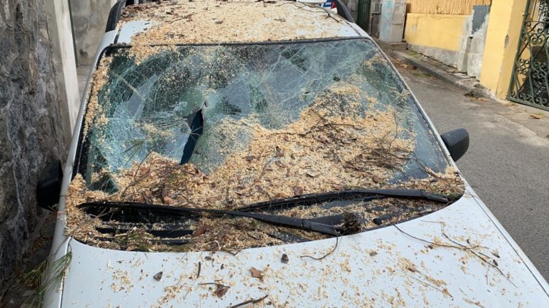 UN PINO CADE IN VIA ENEA: DISTRUTTA UN’ AUTO, NESSUN FERITO