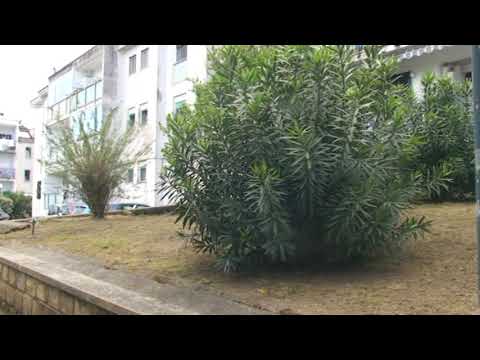 A CAMPAGNANO DOPO LA DENUNCIA DEL PCIM-L, COMINCIATA LA RIMOZIONE DELLE ERBACCE MA ORA A PREOCCUPARE E’ LA FUORIUSCITA DI LIQUAMI FOGNARI TRA I PALAZZI