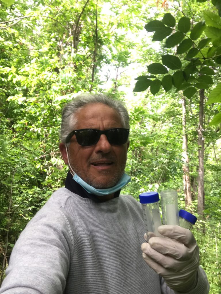 IL COMUNE DI FORIO IN DIFESA DEGLI ALBERI DI CASTAGNO. GIANNI MATTERA: “INTERVENTO PREZIOSO PER L’INTERA ISOLA”