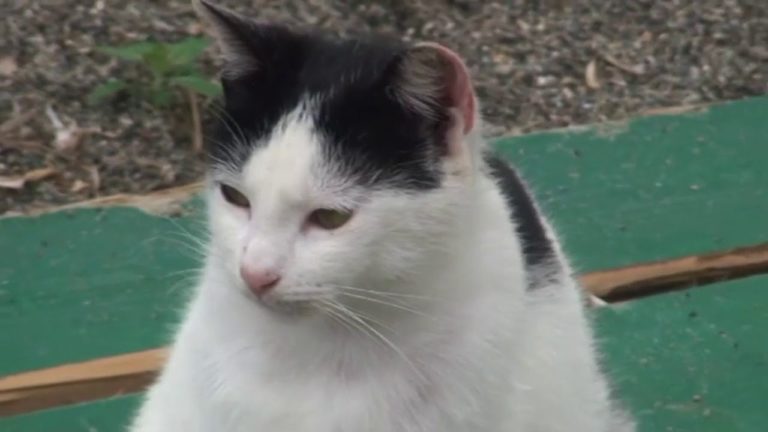 LA FRANCA: “ANCHE SULLE SPIAGGE LIBERE VANNO RISPETTATE LE NORME SANITARIE IN VIGORE PER GLI STABILIMENTI BALNEARI”