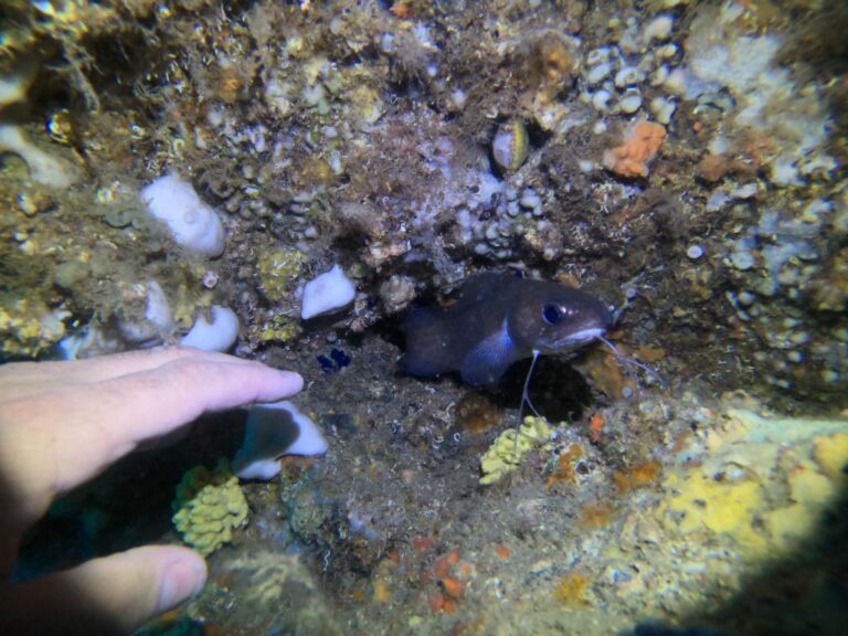 REGNO DI NETTUNO, IL BLUEBLITZ ESALTA IL MARE DI ISCHIA