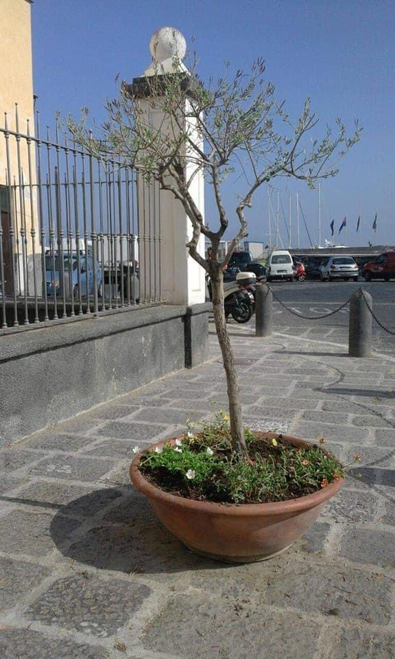 INTERVENTI DI DECORO URBANO A PROCIDA GRAZIE AI PROGETTI “INSERIMENTI LAVORATIVI”