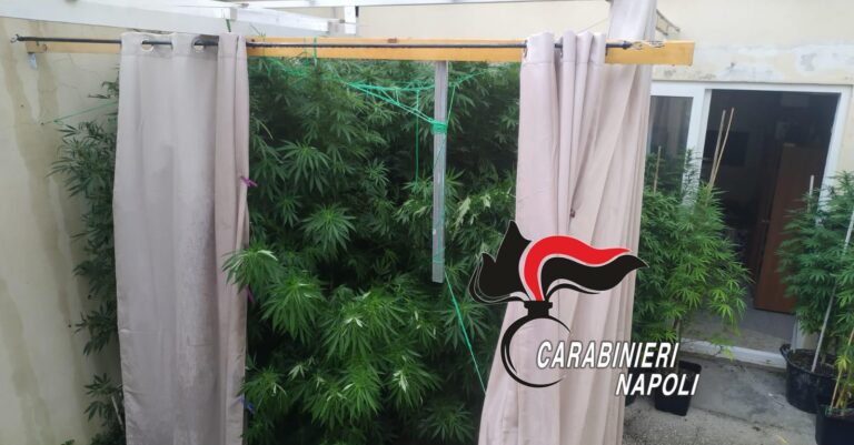 ISCHIA – UNA PIANTAGIONE DI CANNABIS IN GIARDINO, 55ENNE ARRESTATO DAI CARABINIERI