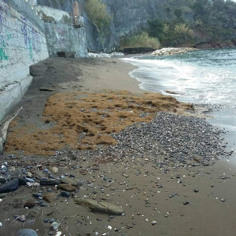 PROCIDA: SALVIAMO LA SPIAGGIA DELLA CHIAIOLELLA PRIMA CHE SIA TROPPO TARDI