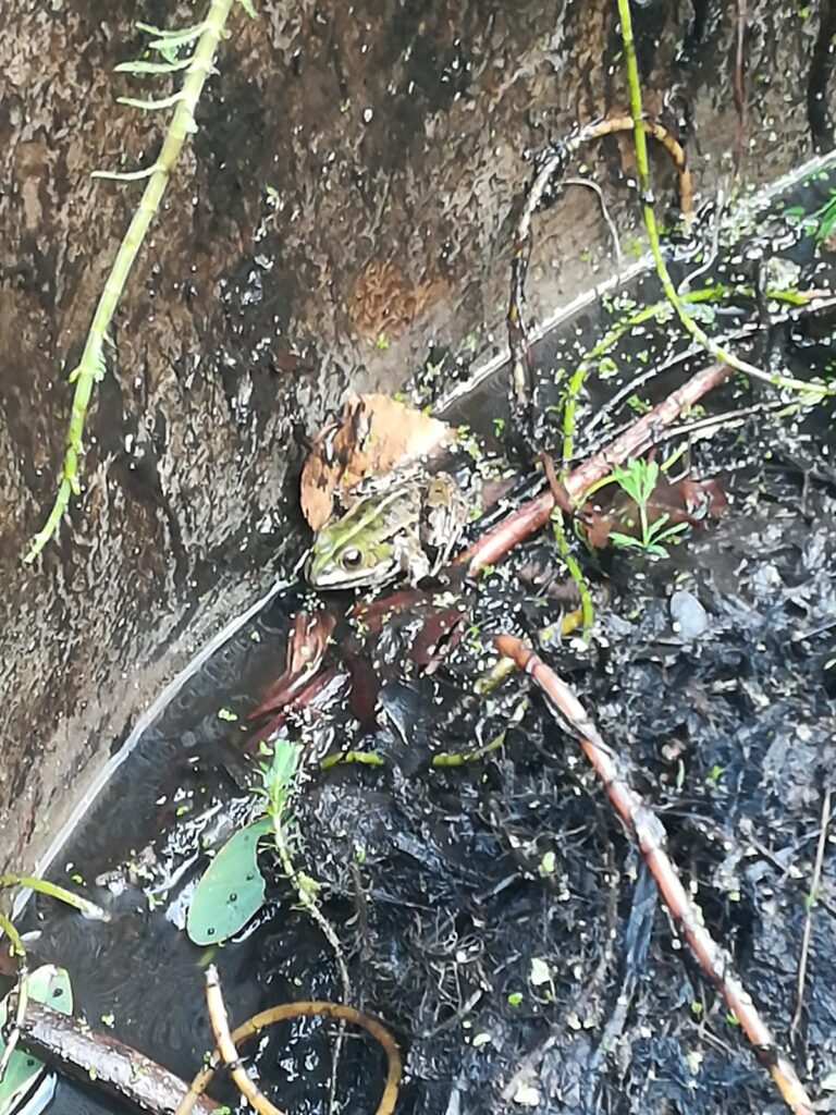 PINETA MIRTINA: A LAVORO PER TUTELARE IL ROSPO SMERALDINO