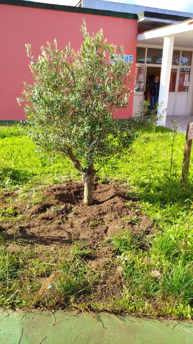 ISCHIA – AL VIA L’INIZIATIVA “UN ALBERO A SCUOLA”