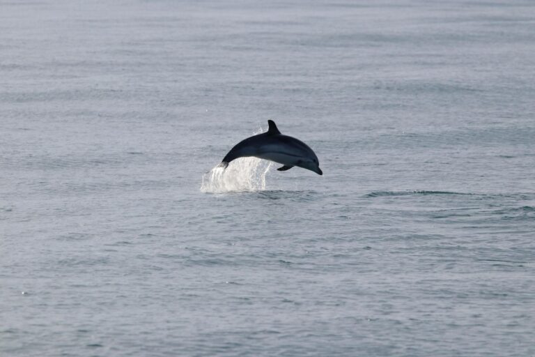 REGNO DI NETTUNO, LE STENELLA SALUTANO LA PRIMA USCITA DEL MONITORAGGIO INVERNALE DEI CETACEI