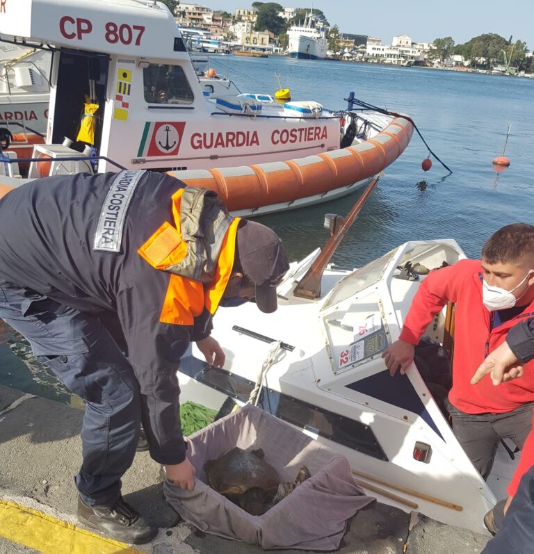 ISCHIA: SALVATA TARTARUGA INTRAPPOLATA IN UNA RETE GRAZIE AL PRONTO INTEVENTO DI UN DIPORTISTA