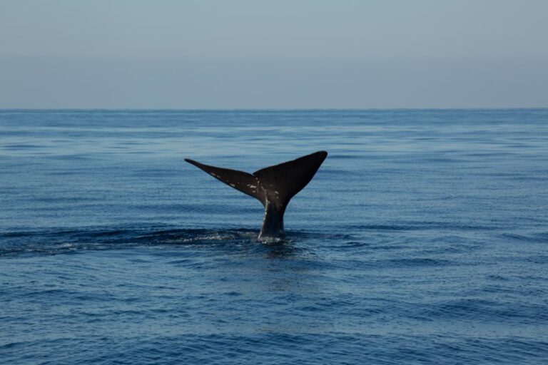 REGNO DI NETTUNO, RIECCO SALVATORE: E’ IL CAPODOGLIO FEDELE A ISCHIA