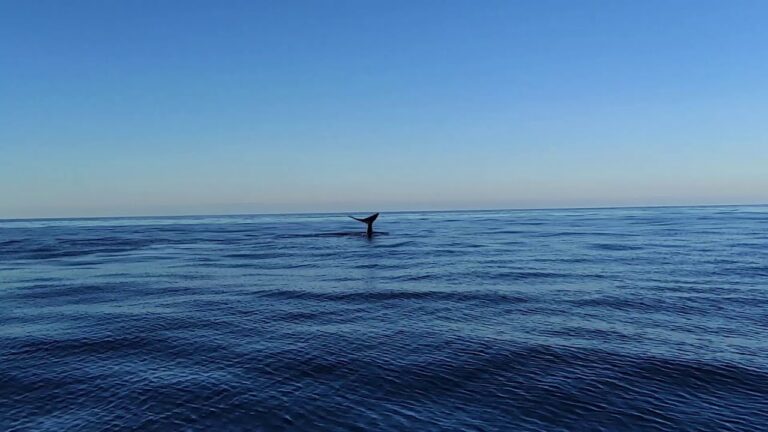 RIAVVISTATO SALVATORE, IL CAPODOGLIO FEDELE ALL’ISOLA D’ISCHIA