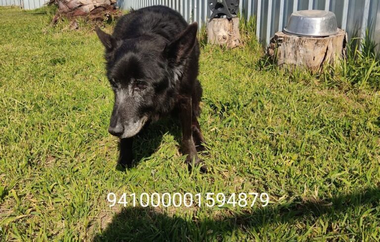 CANI ANZIANI CERCANO CASA, ADOTTIAMOLI!