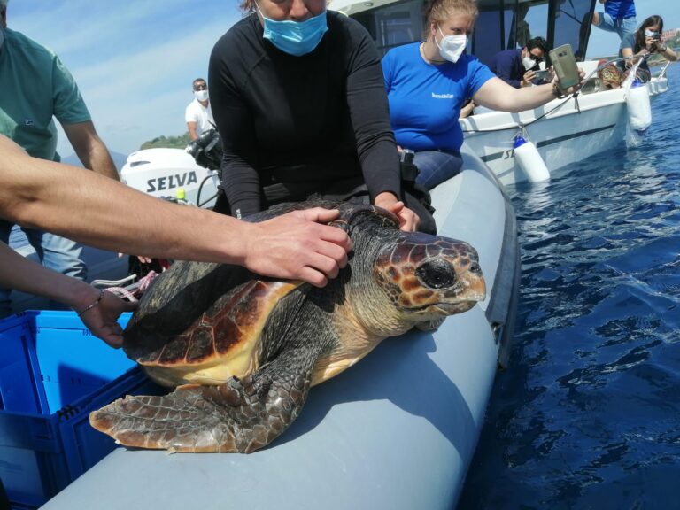 REGNO DI NETTUNO, LIBERATE DUE CARETTA CARETTA: LA TARTARUGA LILIANA PRESTO DEPORRA’ LE UOVA