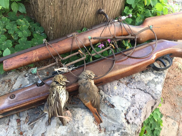 BRACCONAGGIO: ISCHIA, DENUNCIATA LA “PRIMULA ROSSA” DEI BRACCONIERI. RITROVATI I RESTI DI DECINE DI UCCELLI PROTETTI