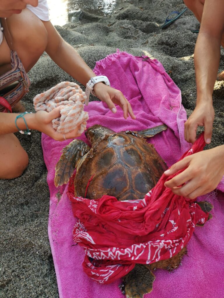 SALVATA UNA TARTARUGA NELLA BAIA DI CITARA