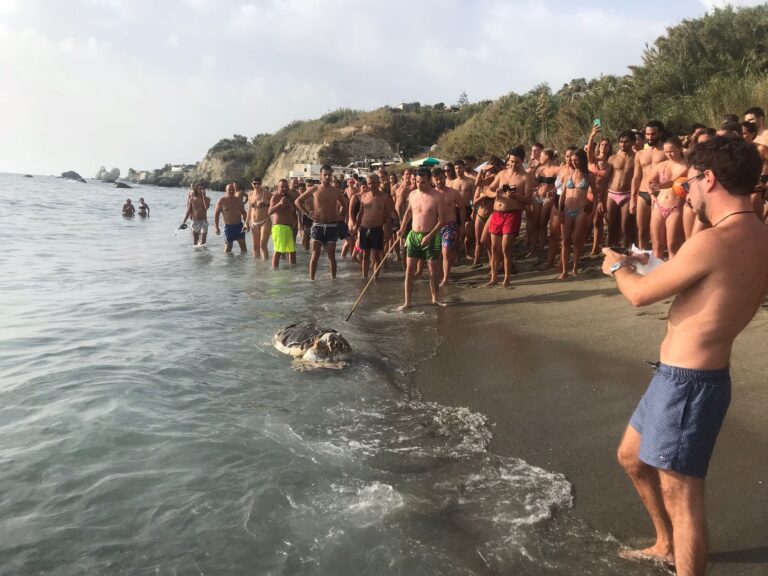 TARTARUGA MORTA RITROVATA A CAVA DELL’ISOLA. I VERDI: “TROPPO INQUINAMENTO”