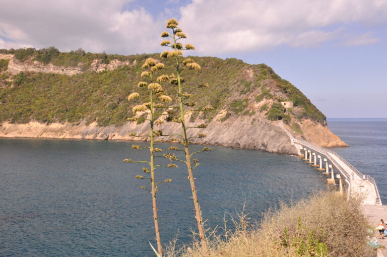 E’ DI SCENA L’ISOLA DI VIVARA, AL FESTIVAL STORIAE, ARCHELOGIA E NARRAZIONI I RACCONTI DEL MUSEO E DI VIVARE