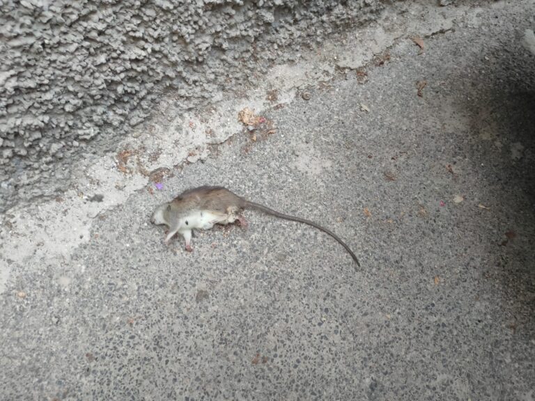 EMERGENZA IGIENICO SANITARIA DEL CENTRO STORICO DI FORIO, LA DIFFIDA DELL’AVVOCATO PIERO ESPOSITO