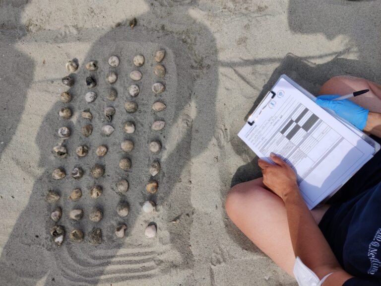 REGNO DI NETTUNO, ISPEZIONATO IL NIDO DI TARTARUGHE: 50 LE UOVA NON SCHIUSE