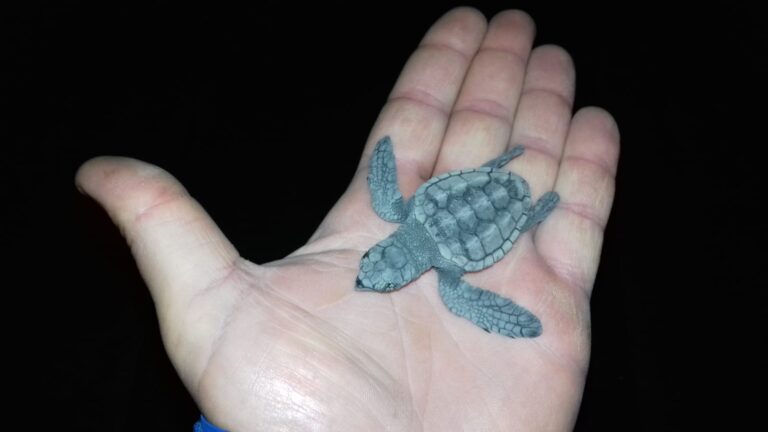 25 TARTARUGHINE NASCONO SULLA SPIAGGIA DELLA CHIAIA A FORIO: L’AREA MARINA PROTETTA ATTIVA LA RETE DI MONITORAGGIO