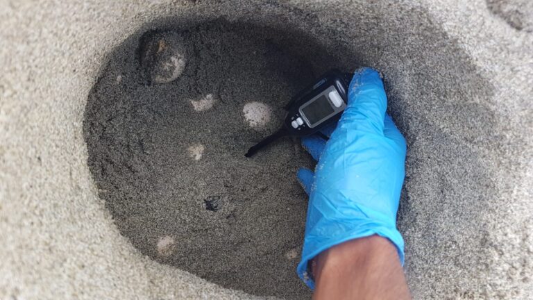 TROVATO IL NIDO DELLA TARTARUGA CARETTA CARETTA SULLA SPIAGGIA DELLA CHIAIA A FORIO: POTREBBERO NASCERE NUOVE TARTARUGHINE