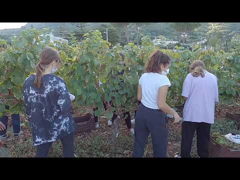 GLI STUDENTI DELL’ISTITUTO “TELESE” IMPEGNATI NELLA VENDEMMIA DELLE CANTINE “TOMMASONE”, LA SODDISFAZIONE DEL PROFESSOR SFERRATORE: “PUNTIAMO A SVILUPPARE E PROMUOVERE LE NOSTRE TRADIZIONI CONTADINE”