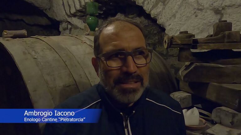 SULL’ISOLA D’ISCHIA VENDEMMIA TRA TRADIZIONE ED INNOVAZIONE, GINO IACONO, ENOLOGO DELLE CANTINE PIETRATORCIA: “ANNATA POSITIVA, ORA LA SPERANZA E’ USCIRE DALLA CRISI ECONOMICA IN CUI CI HA RICACCIATO LA PANDEMIA”