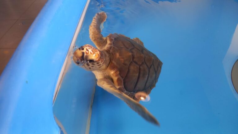 LUNEDI’ 29 MAGGIO TUTTI A SANT’ANGELO PER LA LIBERAZIONE DI GIGETTA E LA GIORNATA DELLE TARTARUGHE!