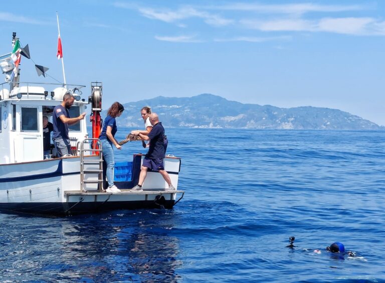GIORNATA MONDIALE TARTARUGHE MARINE,  QUATTRO CARETTA CARETTA TORNANO LIBERE  AL LARGO DI ISCHIA 
