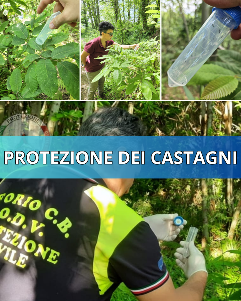 PROTEZIONE DEI CASTAGNI, ISCHIA SI ATTIVA PER SALVARE GLI ALBERI