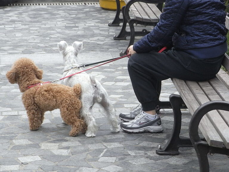 Casamicciola Terme: ordinanza per lo stop a deiezioni canine in strada