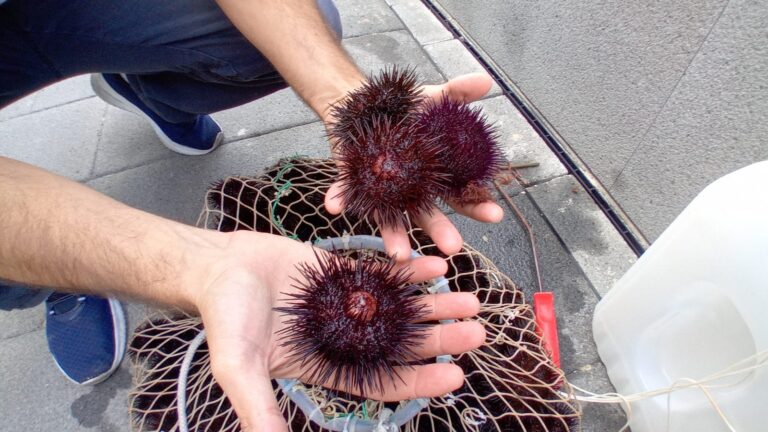 PESCA DI FRODO IN AREA MARINA PROTETTA, 150 RICCI SEQUESTRATI E LIBERATI