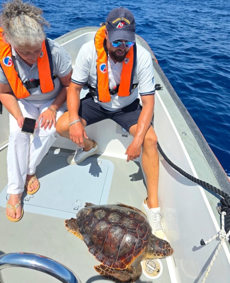 Pit stop per la tartaruga Paolina nel Regno di Nettuno: recuperata e poi rilasciata