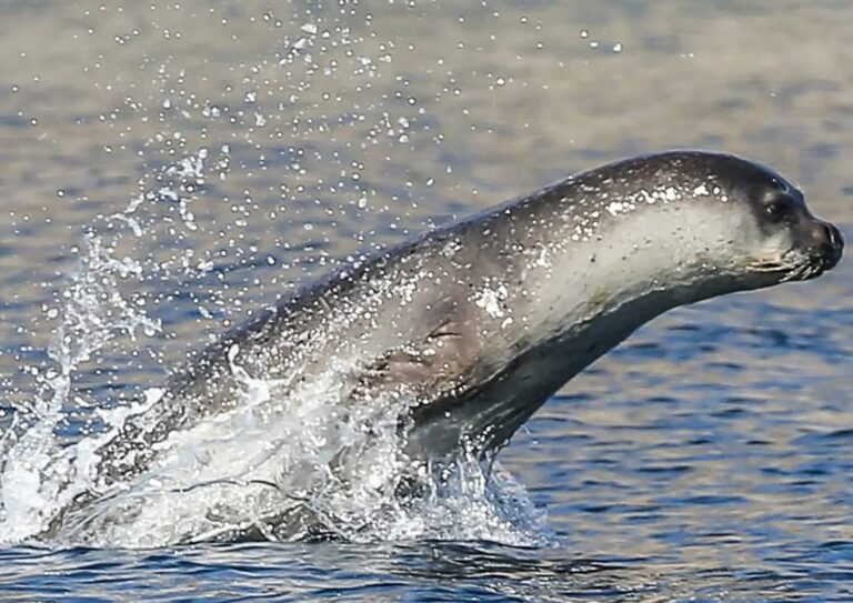 La foca monaca nei mari della Campania: informazione e tutela a Forio d’Ischia