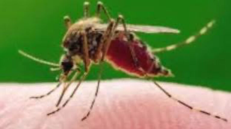 Emergenza Virus West Nile: otto casi umani in Campania, un caso su animale a Forio 