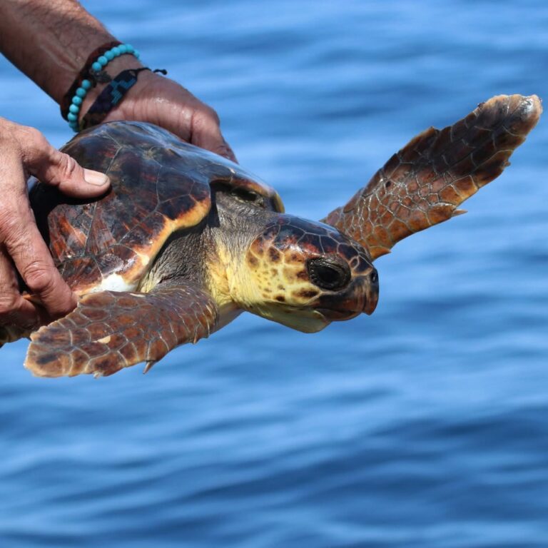 Oceanomare Delphis salva una tartaruga in difficoltà: un gesto d’amore per il mare