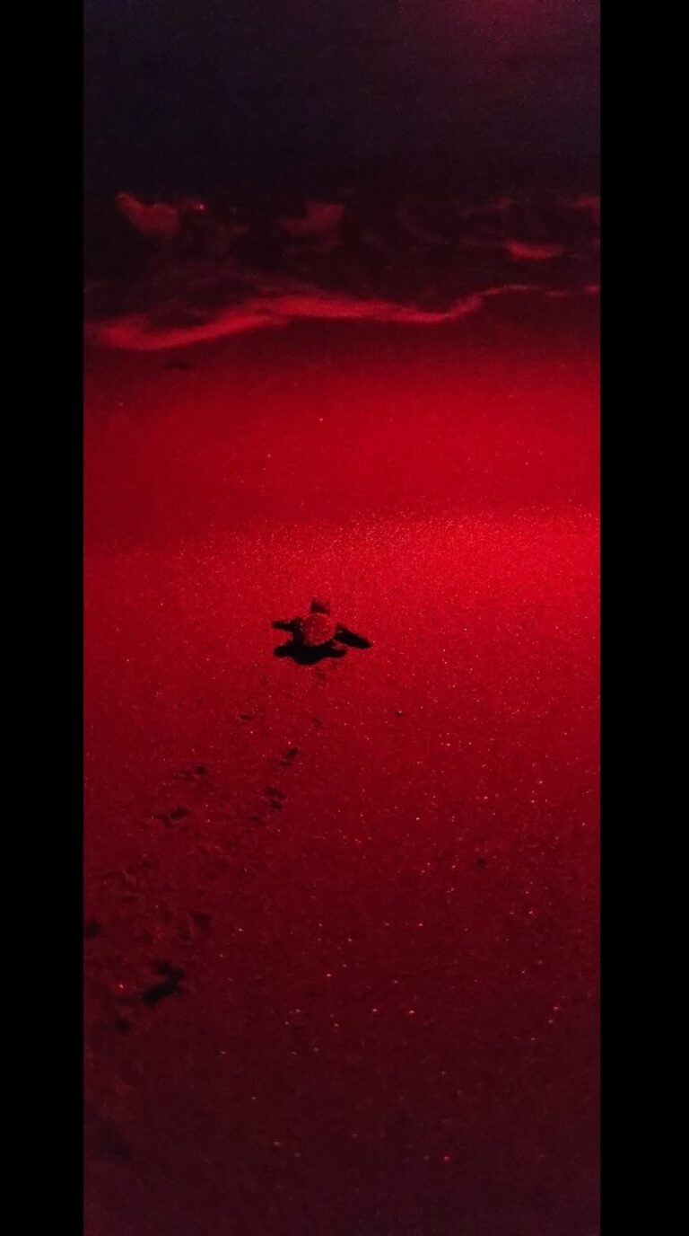 Forio: Emozioni sotto le stelle alla Chiaia! 19 tartarughe iniziano il loro viaggio di vita 