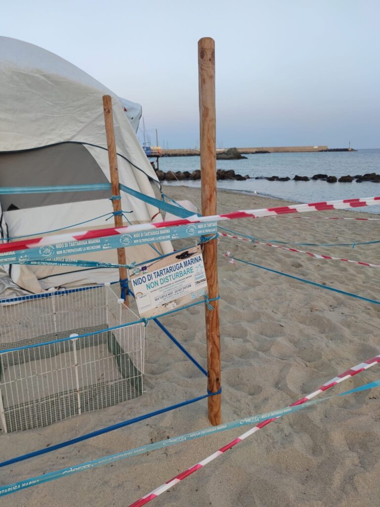 Nido della Chiaia: concluse le schiuse, 20 tartarughe marine nate 